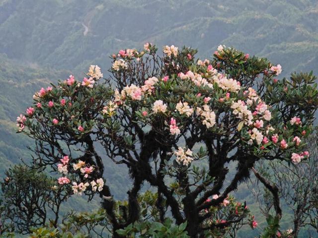 廣西金秀縣將舉辦杜鵑花文化旅游節(jié)